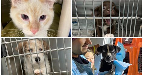 23 Dogs 16 Cats From Overcrowded Shelters To Be Put Up For Adoption In