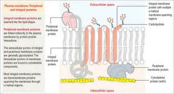 Epithelial Glands Basicmedical Key