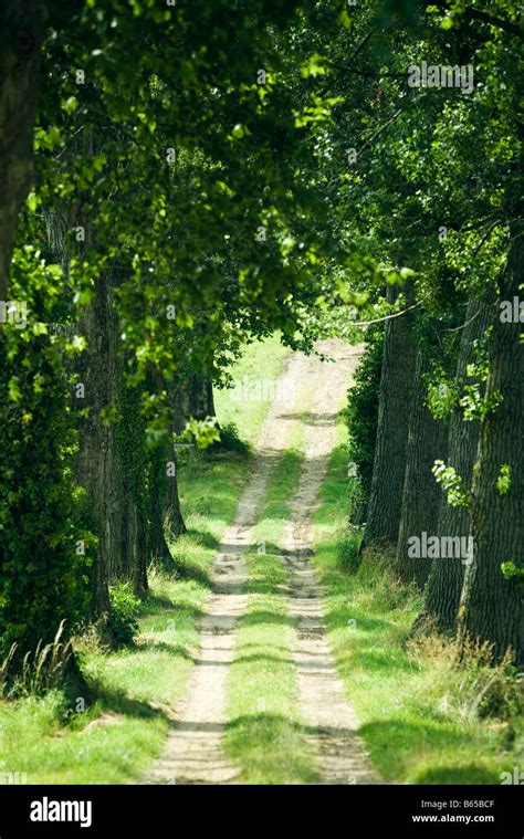 Tree Lined Footpath Stock Photo Alamy