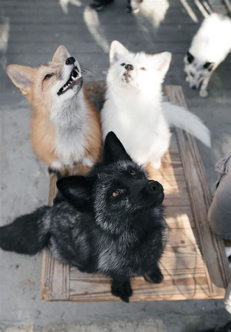 Friendly Foxes Genes Offer Hints To How Dogs Became Domesticated The