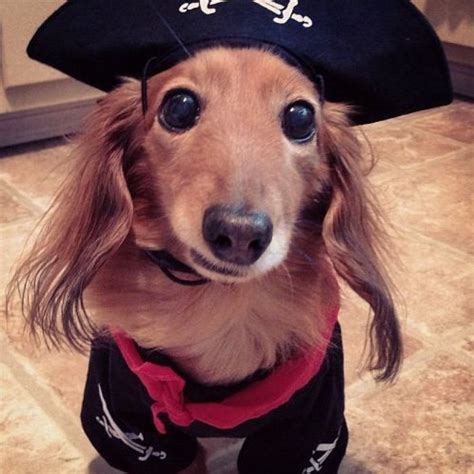 20 Creative Ways To Dress Your Weenie This Halloween Dachshund