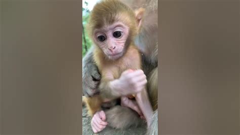Adorable Baby Monkeys 🙊 Monkey Lyly 😍 Tik Tok Animals65 Youtube