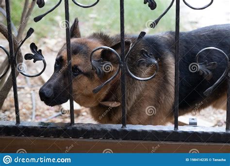 Shepherd Guard Dog Behind A Metal Fence Stock Image Image Of Friend