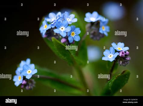 Little Blue Flowers Stock Photo Alamy