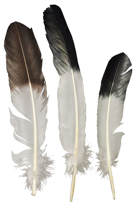Eagle Tip Feather | Eagle feather tattoos, Feather art, Feather tattoos