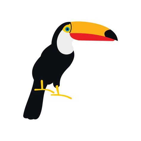 Best Toucan Illustrations Royalty Free Vector Graphics