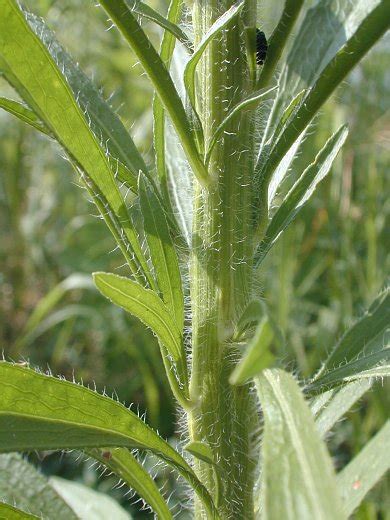 Horseweed Conyza Canadensis