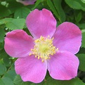 Wild Rose | The wild rose is Alberta's provincial flower. Ph… | Flickr
