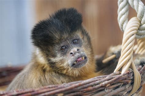 Funny Capuchin Monkey A Photo On Flickriver