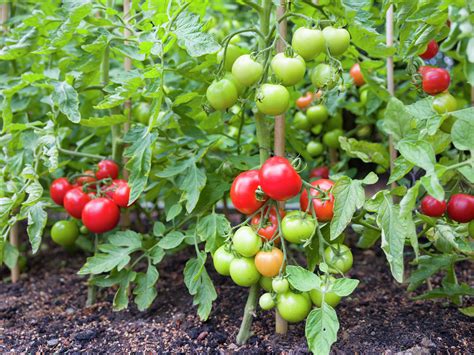 How To Grow Tomatoes Bunnings Australia