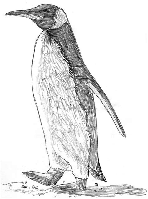 A Penguin Sketch Sketching Techniques Penguin Sketch Step Workout