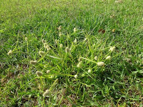 The 4 Worst Weeds In Landscaping And How To Have A Tidy