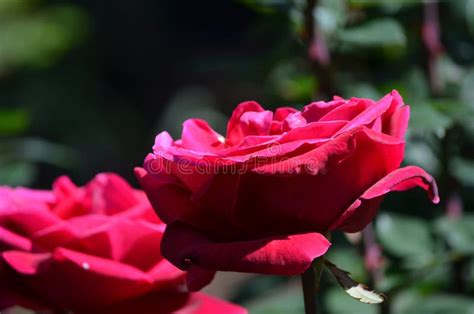 Large Flowering Red Rose Garden In Full Bloom Stock Photo Image Of