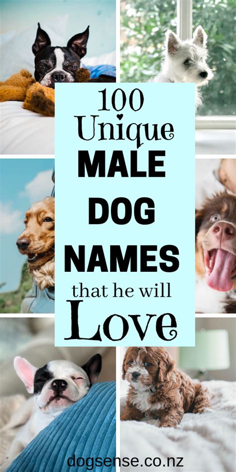 Male Dog Names Worth Calling Boy Dog Names Unique Dog Names Boy Dog