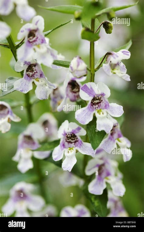 Growing Perennial Flowers Hi Res Stock Photography And Images Alamy