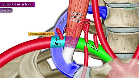 Subclavian Artery Anatomy Animated Video Youtube
