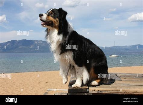 Australian Shepherd Sitting On Old Wood Table On Beach At Lake Tahoe