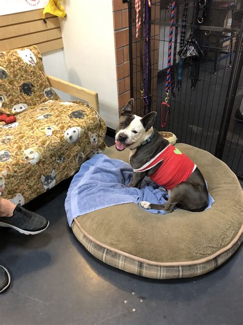 Dogs Available For Adoption Now – TUCSON RESCUE NOW