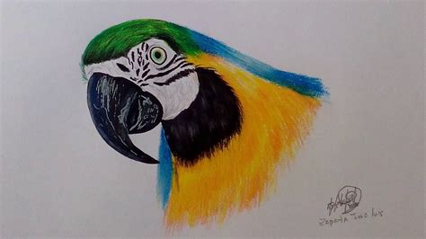 Dibujo Realista De Un Guacamayo Drawing A Realistic Parrot Youtube