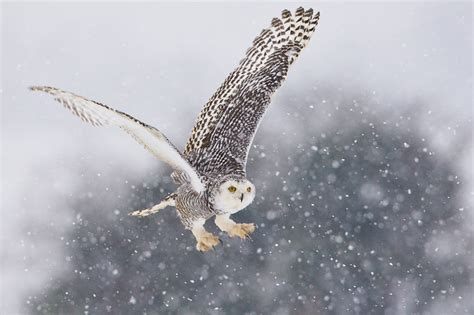 Snowy Owls In Harriman State Park My Harriman
