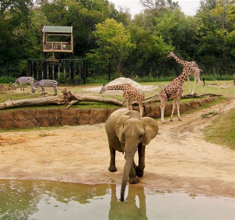 Dallas Zoos Giants Of The Savanna Named 3 Zoo Habitat In The Nation
