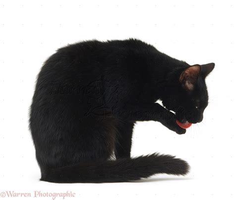 Black Cat Licking Her Paw Photo Wp15392