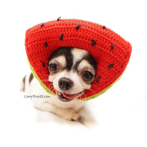 Watermelon Hat Watermelon Crochet Amigurumi Fruit Dog Hat Etsy