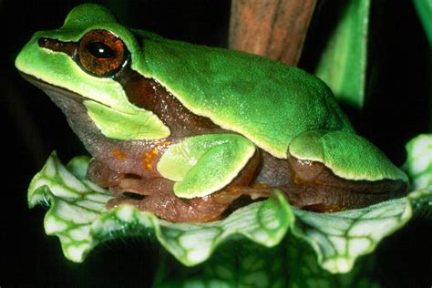 What is the pronunciation of frog? Florida Identifies Imperiled Species | Share the Outdoors