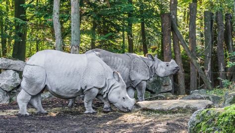 Two Beautiful Indian Rhinos Standing Together In A Forest Landscape