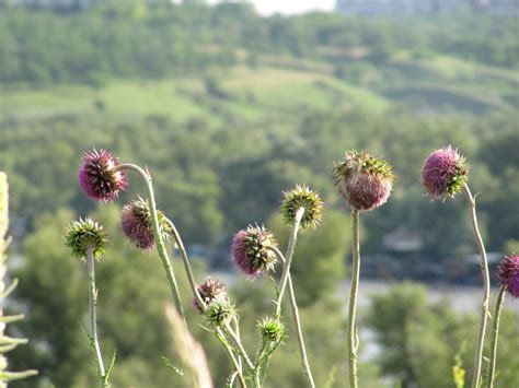 Free Images Landscape Nature Field Meadow Prairie Flower Purple