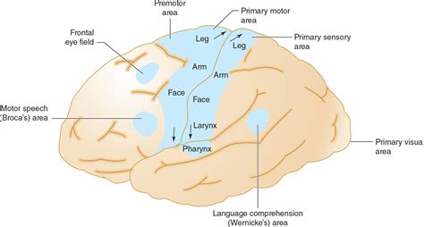 It branches directly from the internal carotid artery and consists of four main branches, m1, m2, m3, and m4. Stroke | Neupsy Key