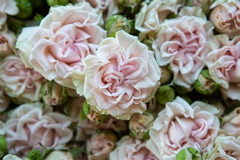 Sweet Flow Voorn Spray Roses — High Quality Cultivars