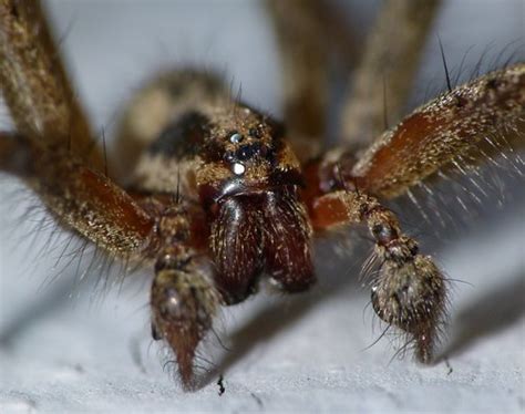 Tegenaria Species Spider Taken With A Panasonic Fz100 Usin Flickr