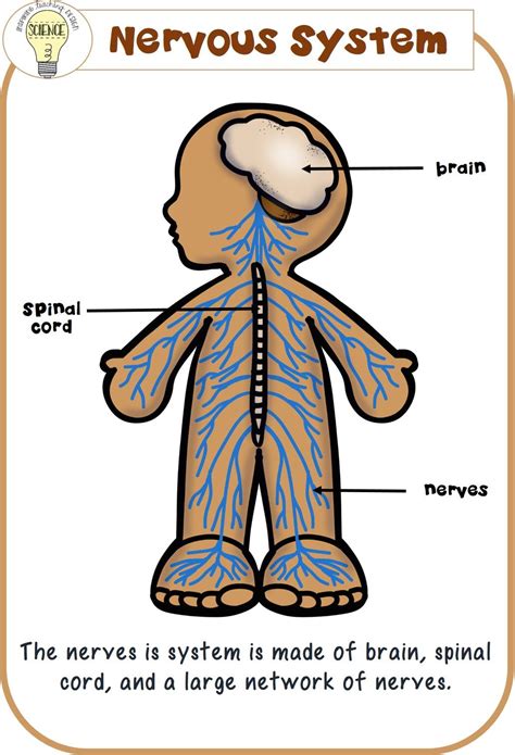 Nervous System Poster ©itd Clipart Courtesy Educlips Click Here To Download