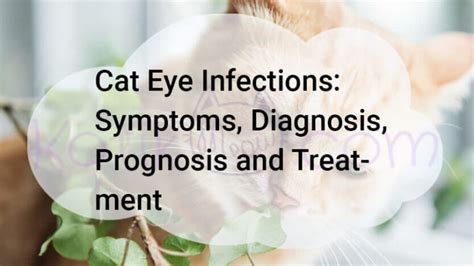 Cat Eye Infections Symptoms Diagnosis Prognosis And Treatment