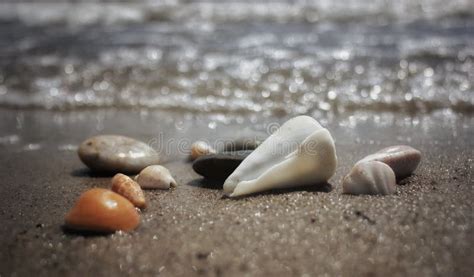 Seashells And Stones Stock Photo Image Of Vacations 118266458