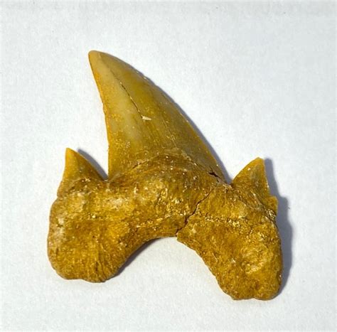 Fossil Shark Tooth Lamna Obliqua Sp 43 Million Years Old Morocco