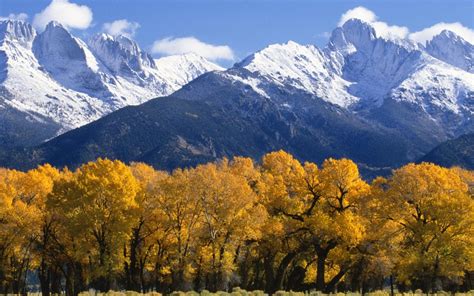 Landscape Autumn Trees With Yellow Leaves Snow Capped