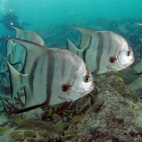The Atlantic Spadefish Chaetodipterus Faber Is A Species Of Marine