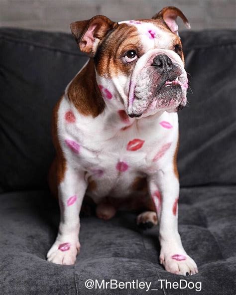 Valentines Bulldog Kisses Puppy Photos Puppy Pictures Baby Puppies