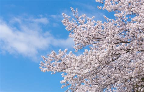 空に伸びる桜の写真素材 ぱくたそ