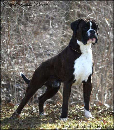 Boxer Breed Types The Three Most Popular Boxer Dog Info And Health Tips