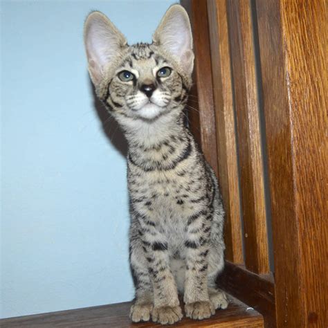 Developed to give the impression of grandeur and dignity of a wildcat with a cheetah type appearance, expressive eyes highlighted by dark tear stains, vibrant coat colors, solid contrasting black spots, huge. F2 Savannah Kittens Available in Ohio Savannah Cats Call ...