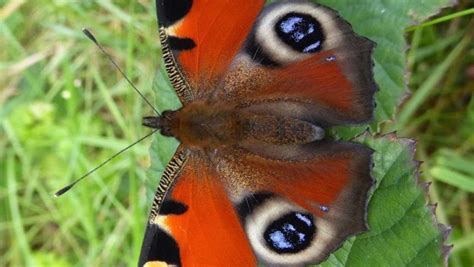 Irish Butterfly Populations Are Showing Signs Of A Decline