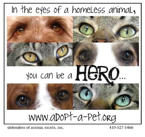 Defenders Of Animal Rights Inc Adopt A Animal