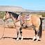 You Wont Believe This 46  Facts About Buckskin Horse For Sale