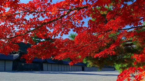 Download, share or upload your own one! Red Leaves Tree Wallpapers High Quality | Download Free