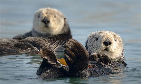 Sea Otter Defenders Of Wildlife