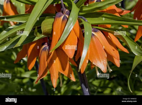 Crown Imperial Lily Fritillaria Imperialis Stock Photo Alamy