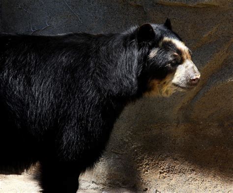 Endangered Andean Bears To Find Home At Beardsley Zoo